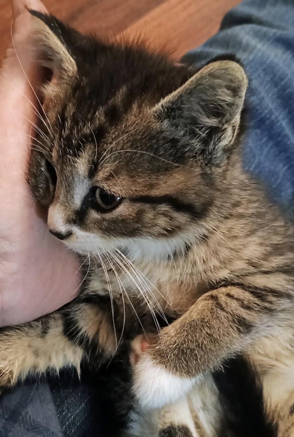 Enlarge Reese, a ADOPTABLE Tabby in Mechanicsburg, PA image 2/3