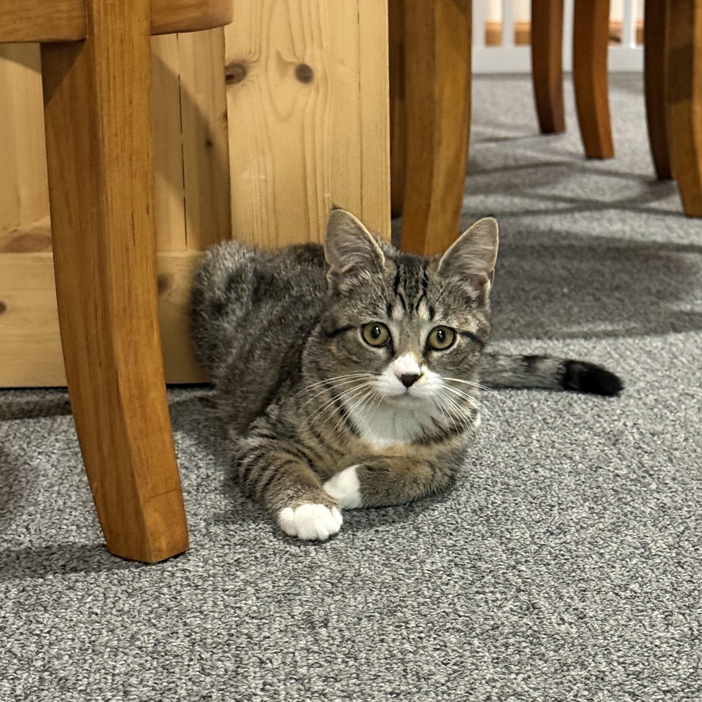 Enlarge Reese, a ADOPTABLE Tabby in Mechanicsburg, PA image 4/5