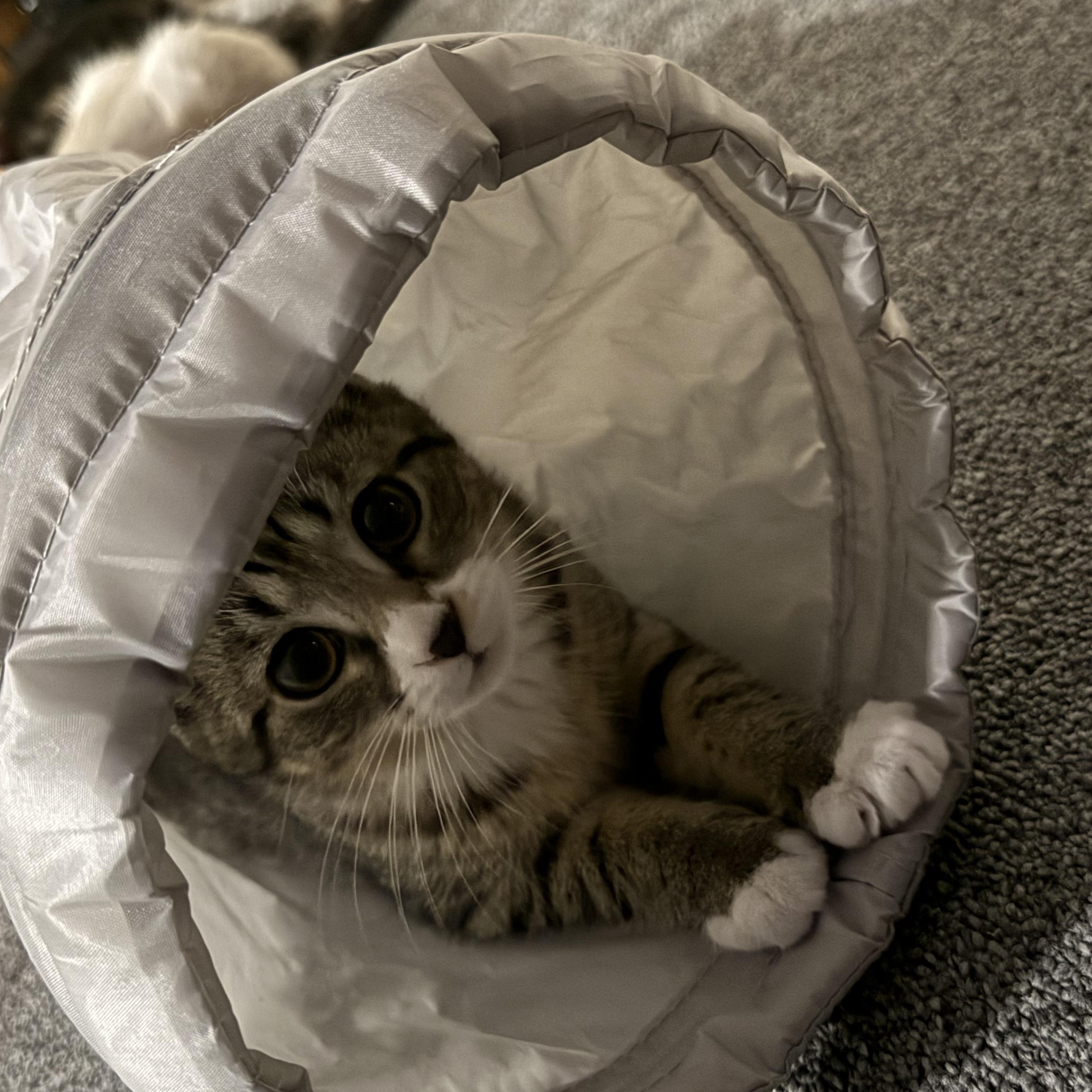 Enlarge Reese, a ADOPTABLE Tabby in Mechanicsburg, PA image 2/5