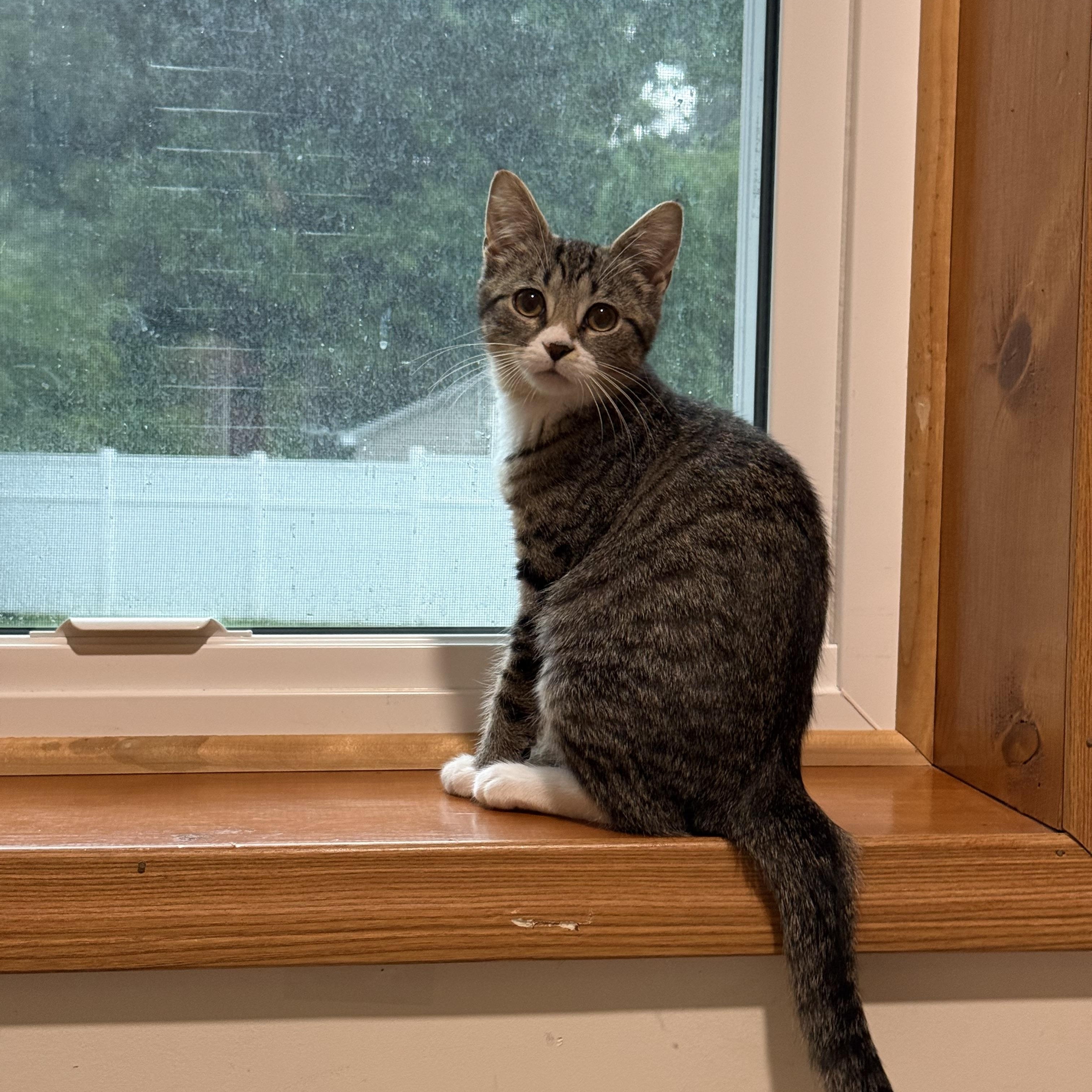 Enlarge Reese, a ADOPTABLE Tabby in Mechanicsburg, PA image 3/5