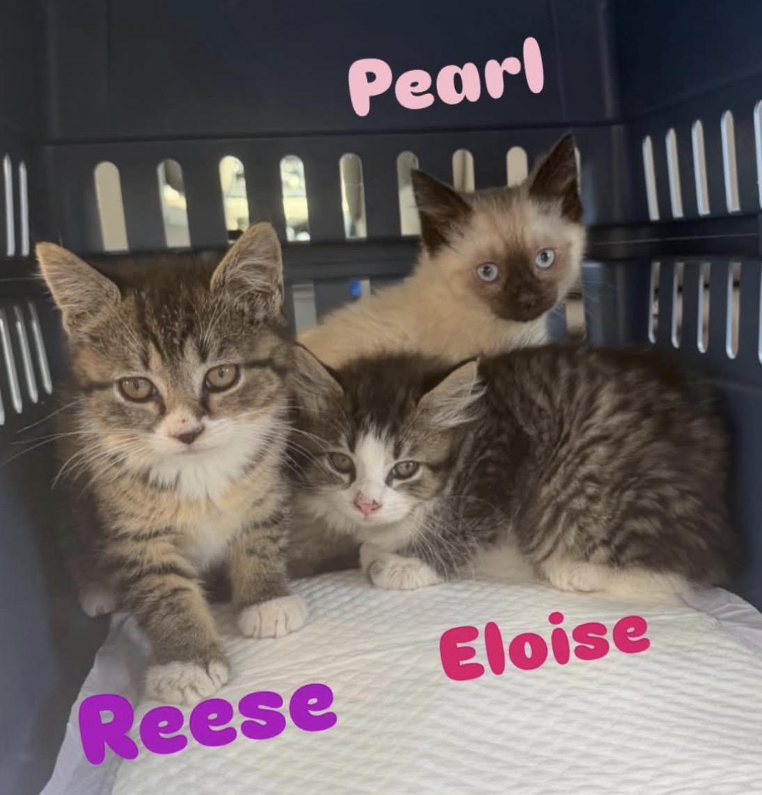 Enlarge Reese, a ADOPTABLE Tabby in Mechanicsburg, PA image 3/3