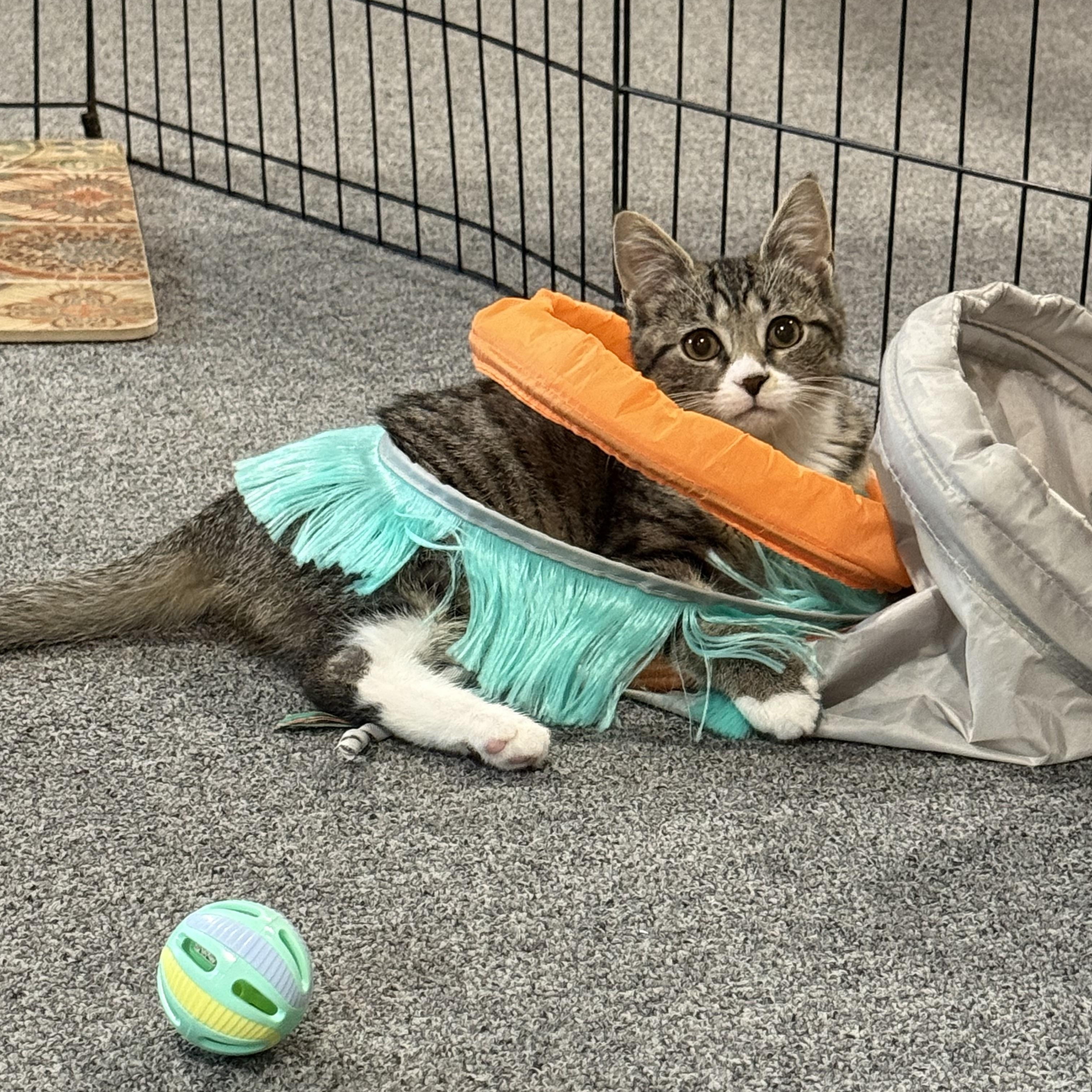 Enlarge Reese, a ADOPTABLE Tabby in Mechanicsburg, PA image 1/5