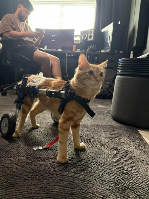 Enlarge Orion, a Adoptable mixed breed in Perrysburg, OH image 4/6