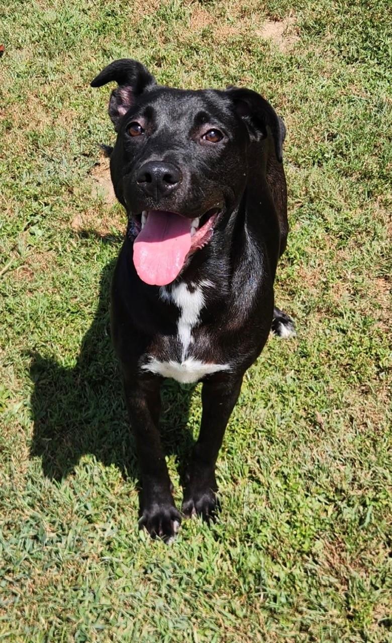 Cleo, ADOPTABLE, Young Female Labrador Retriever.