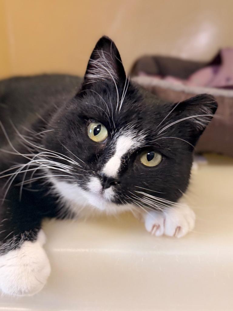 Enlarge Love Bug, a Adoptable mixed breed in Menomonie, WI image 1/1