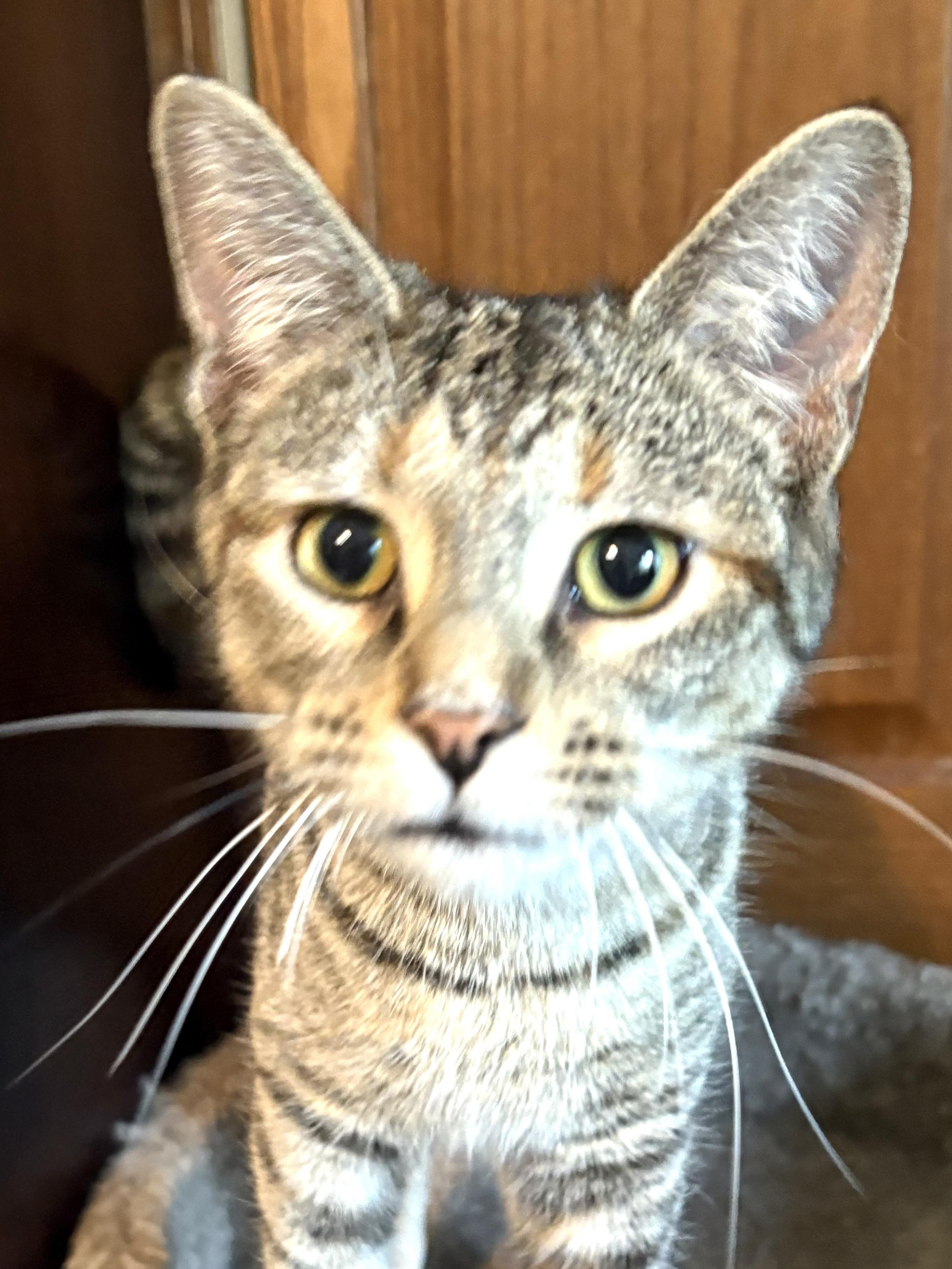 Enlarge Juliet, a Adoptable mixed breed in Belvidere, IL image 3/5