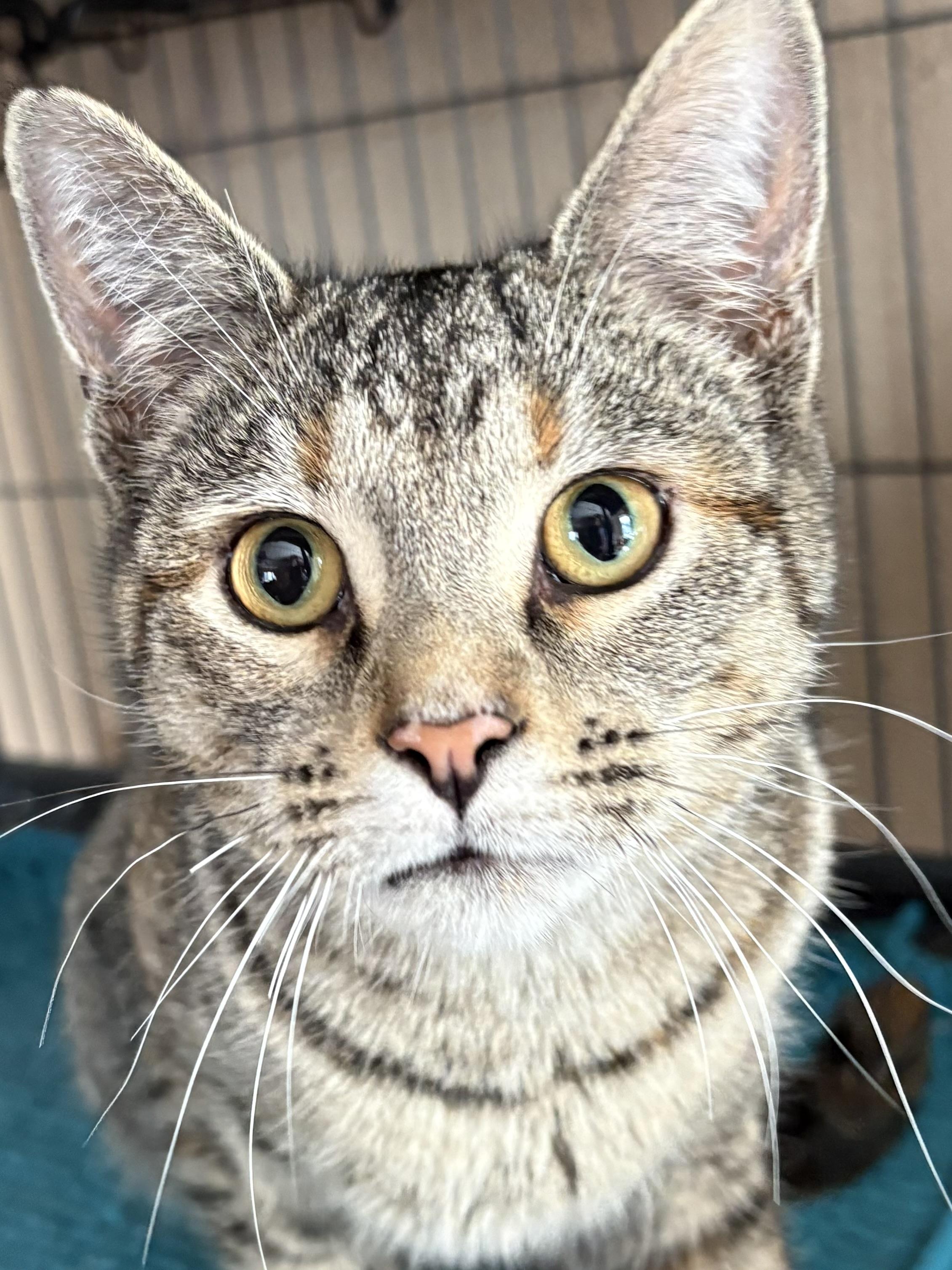 Enlarge Juliet, a Adoptable mixed breed in Belvidere, IL image 4/5