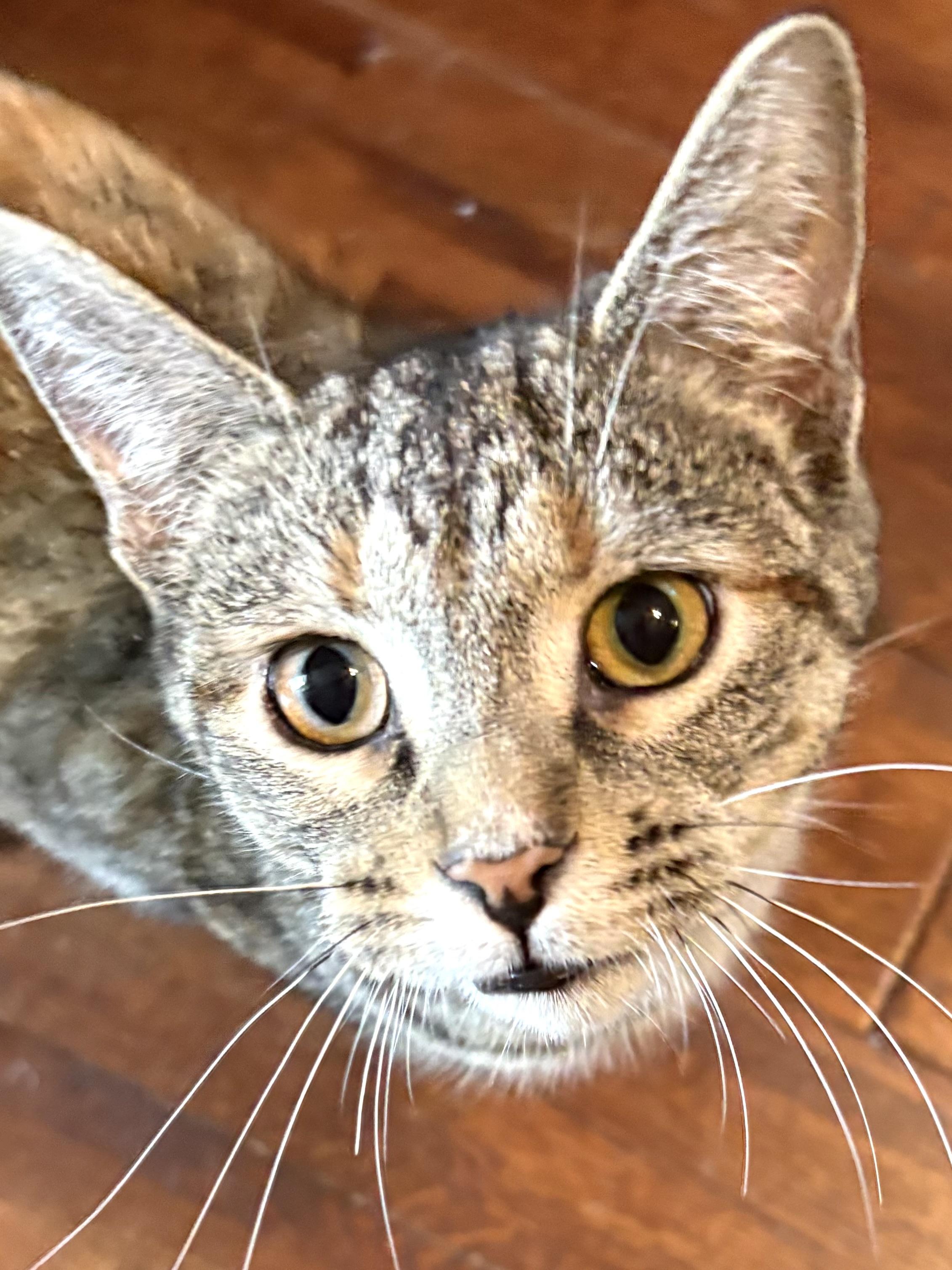 Enlarge Juliet, a Adoptable mixed breed in Belvidere, IL image 1/5