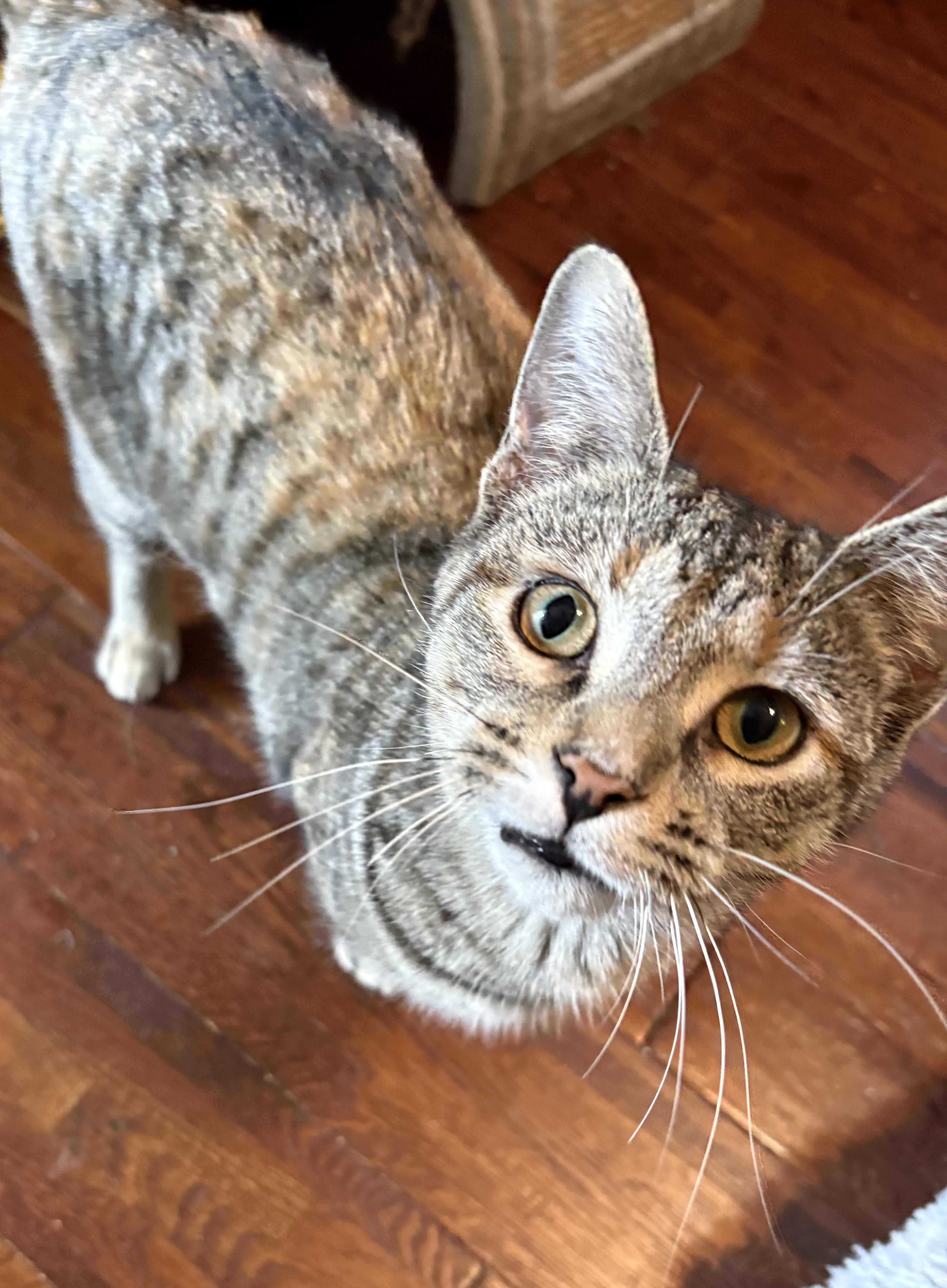 Enlarge Juliet, a Adoptable mixed breed in Belvidere, IL image 5/5