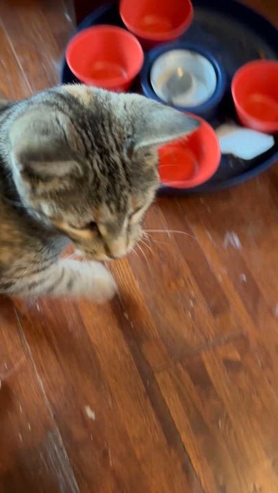 Enlarge Juliet, a Adoptable mixed breed in Belvidere, IL video 2/5