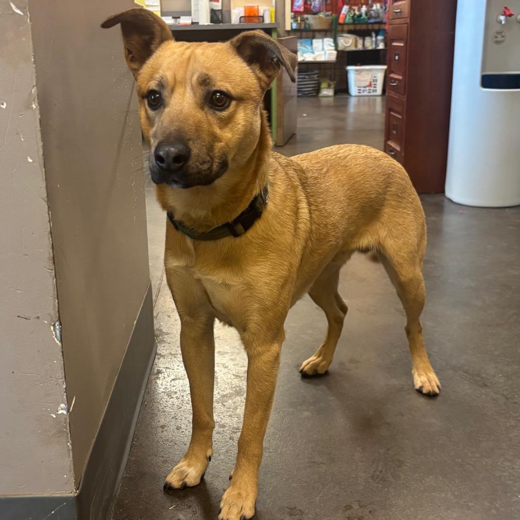 Enlarge Mr Peabody, a Adoptable Shepherd in Norman, OK image 1/2