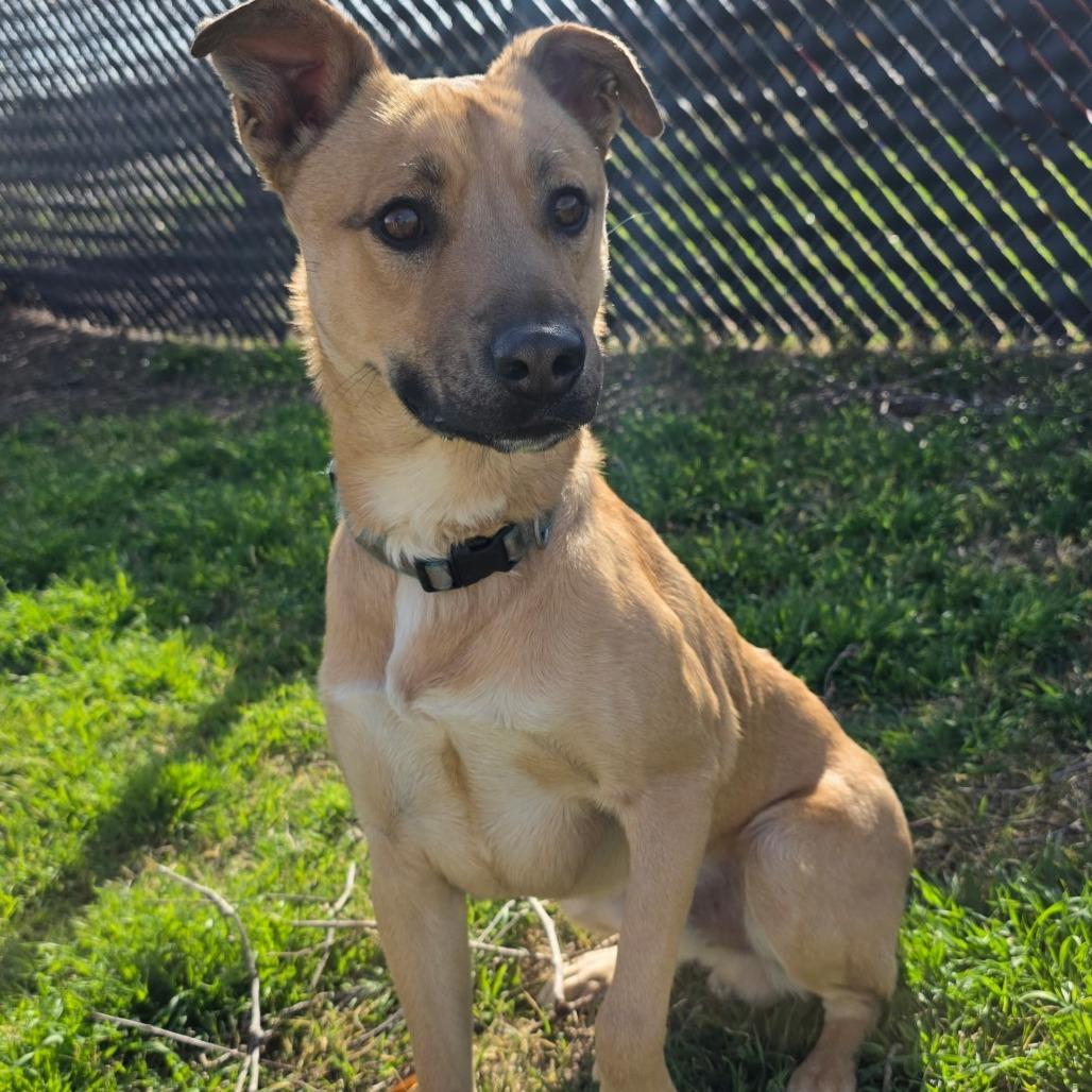Enlarge Mr Peabody, a Adoptable Shepherd in Norman, OK image 2/2