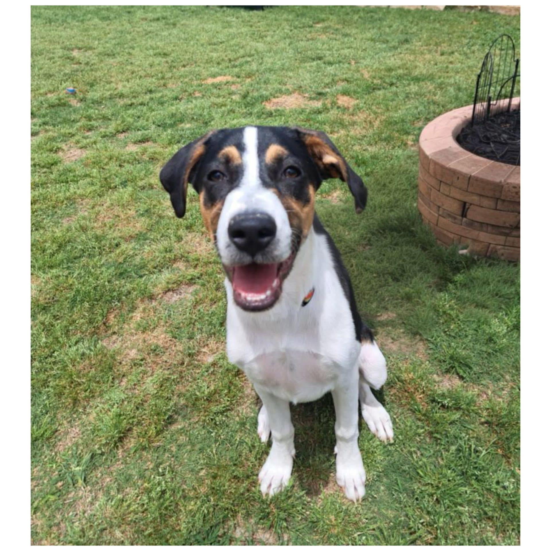 Mounds , adopted, Young Male Catahoula Leopard Dog.