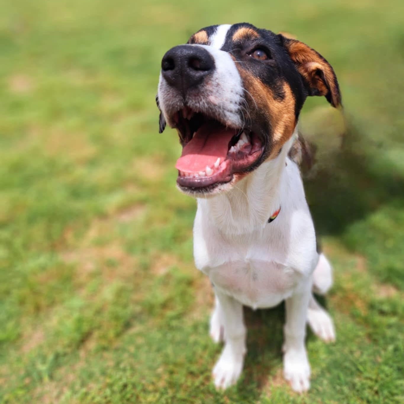 Enlarge Mounds , an adopted mixed breed in Justin, TX image 3/5