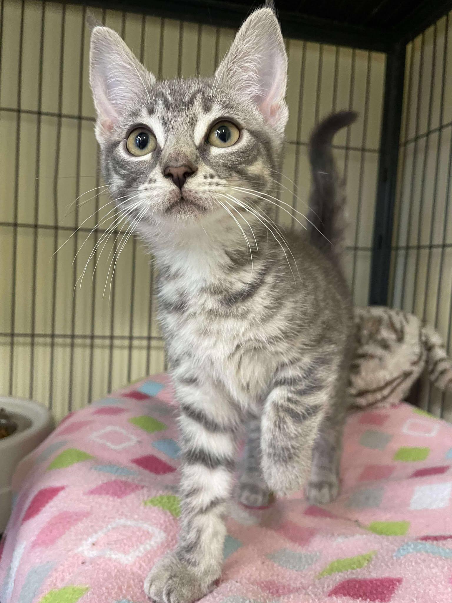 Lotus, an adoptable Domestic Short Hair in Arthurette, NB, E7H 4C2 | Photo Image 1