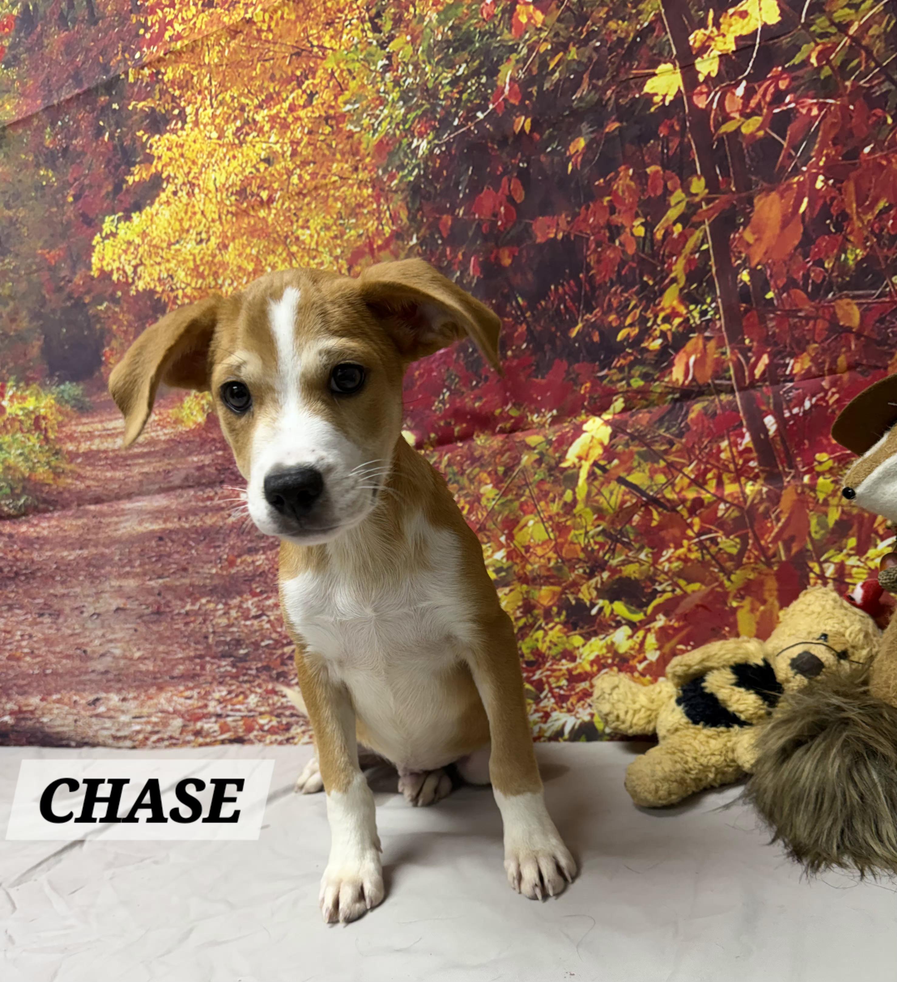 Chase, Adoptable, Puppy Male Beagle.