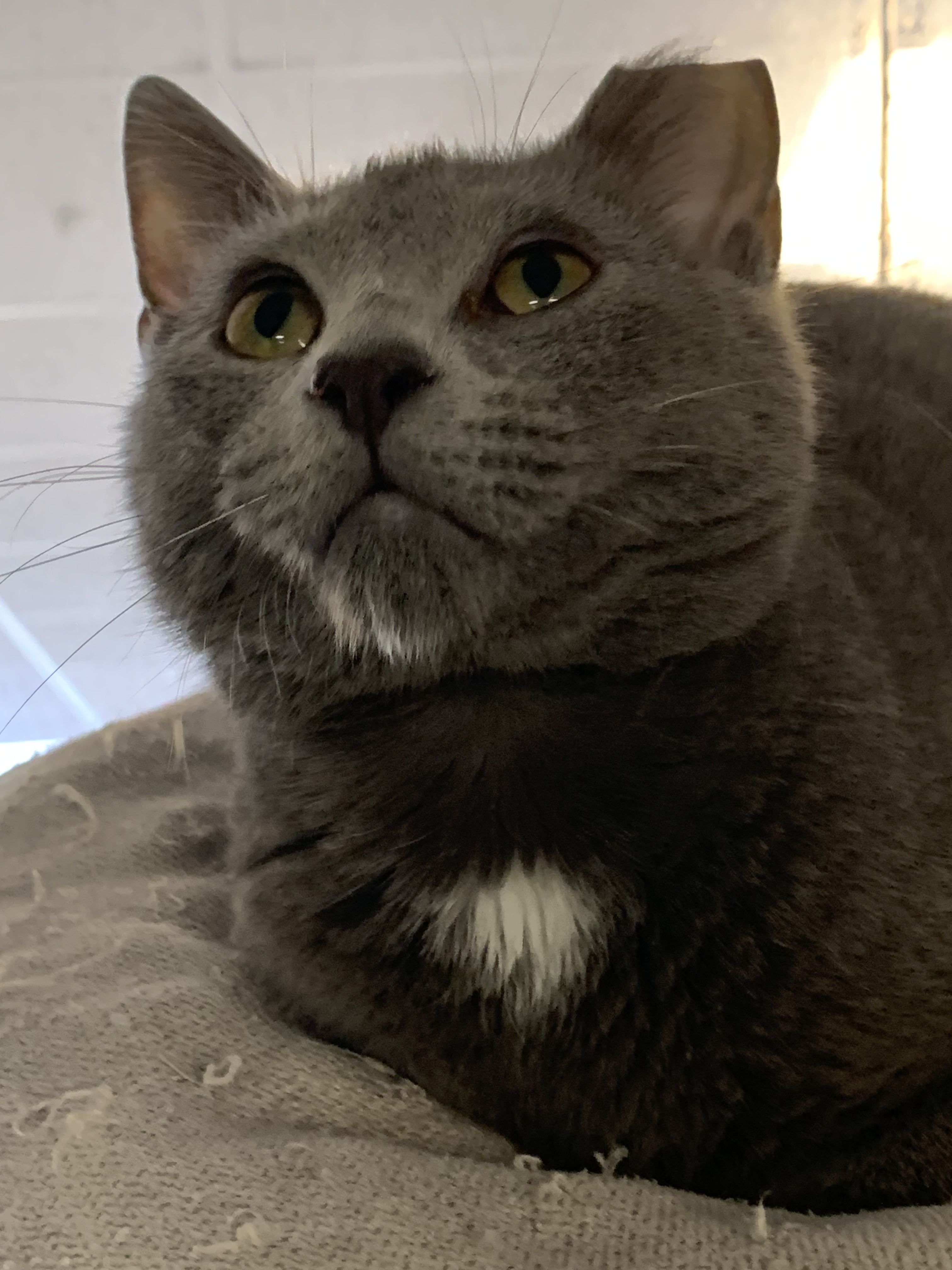 Enlarge Wyatt, a Adoptable Domestic Short Hair in Auburn, AL image 1/1