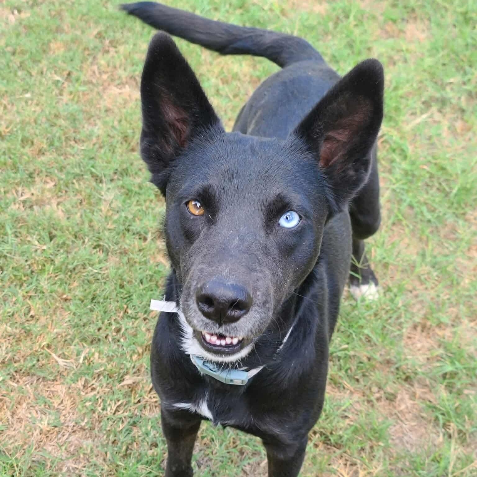 Sable
