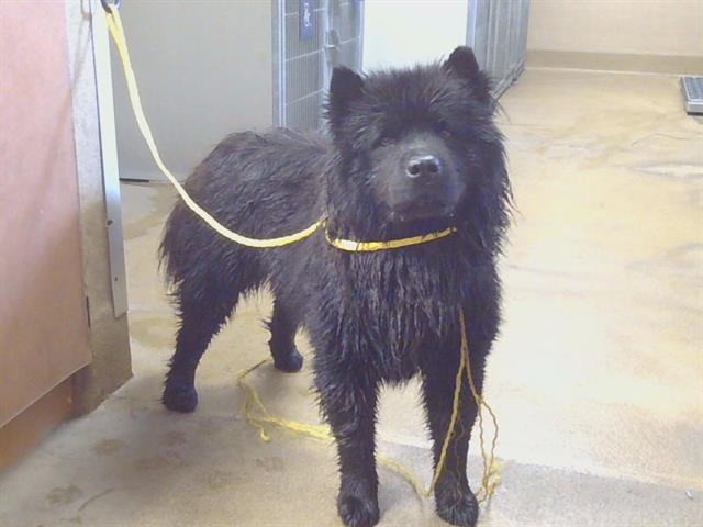 Shiloh, a ADOPTABLE Chow Chow in Sacramento, CA image 2/4