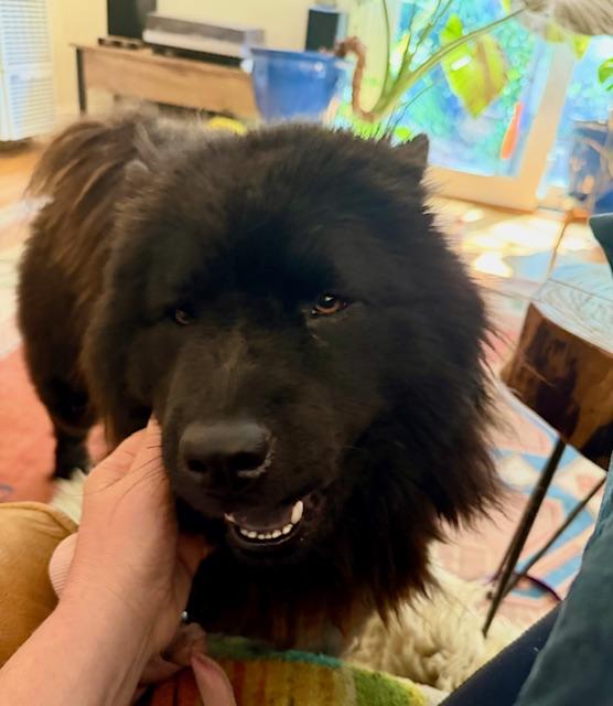Shiloh, a ADOPTABLE Chow Chow in Sacramento, CA image 3/4