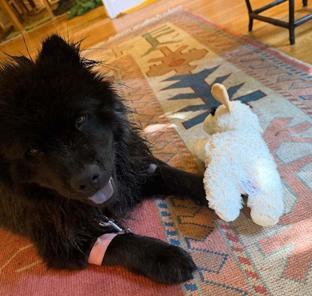 Shiloh, ADOPTABLE, Young Female Chow Chow.