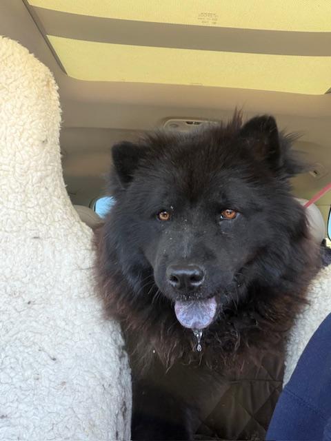 Shiloh, a ADOPTABLE Chow Chow in Sacramento, CA image 4/4