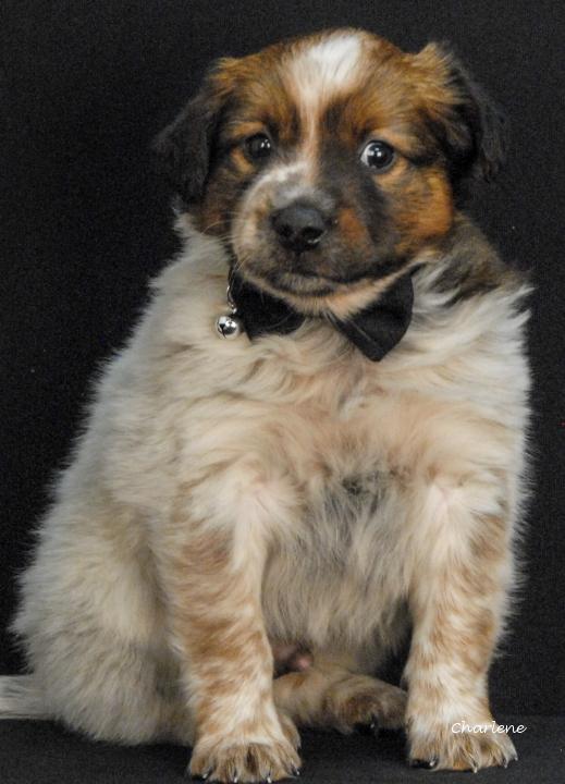 Grunty, adopted, Puppy Male Feist & Australian Cattle Dog / Blue Heeler.