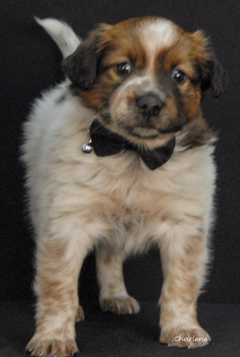 Enlarge Grunty, an adopted mixed breed in Newland, NC image 2/2