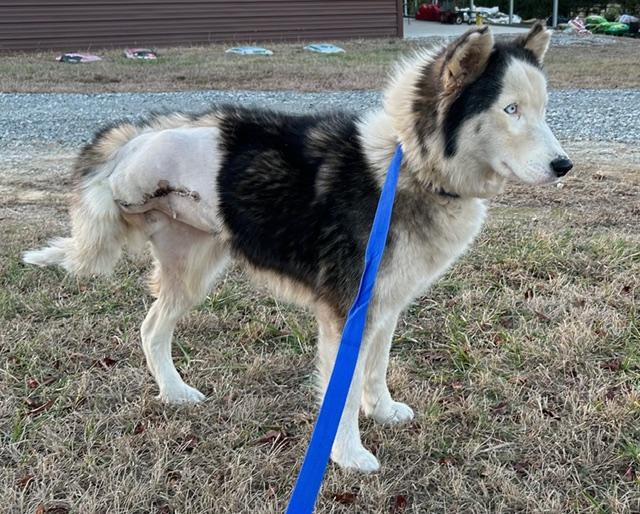 Enlarge Meeka, a ADOPTABLE Husky in Gardiner, NY image 2/3