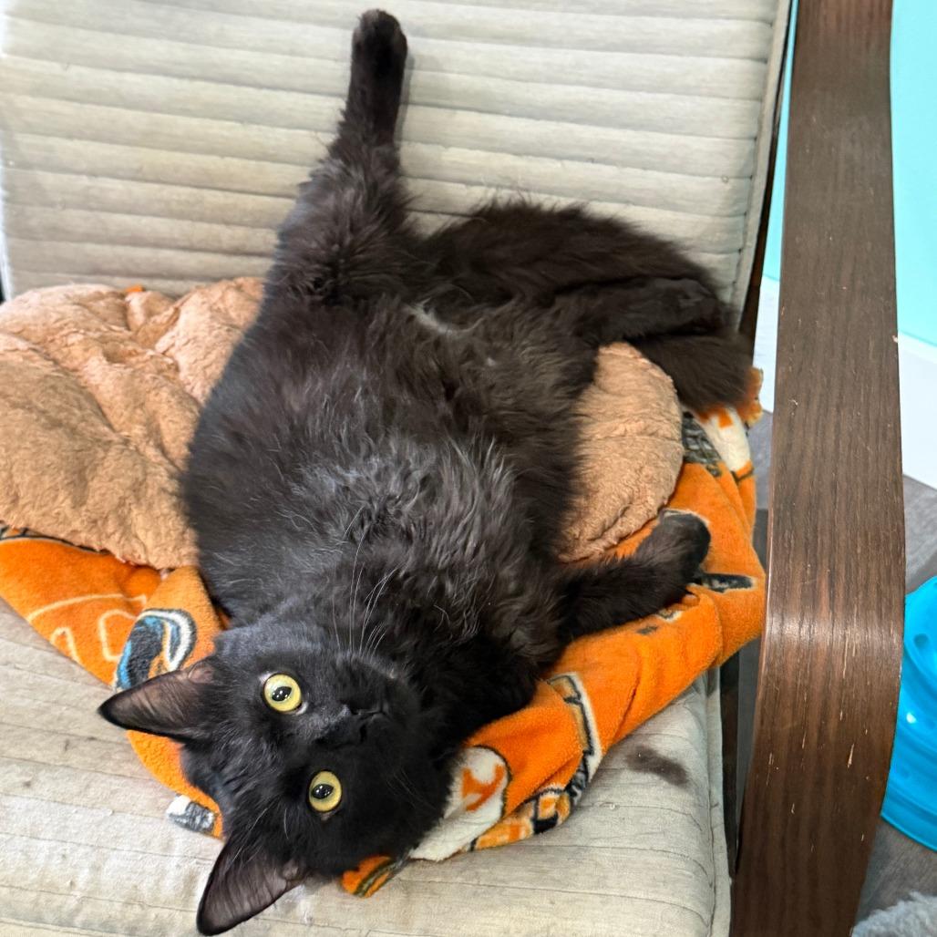 Enlarge Fabio, a Adoptable Domestic Long Hair in Marion, VA image 1/6