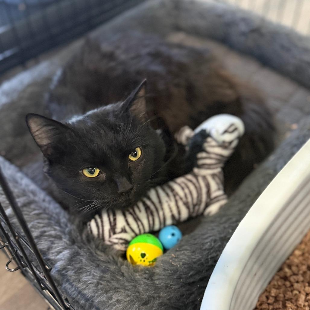 Enlarge Fabio, a Adoptable Domestic Long Hair in Marion, VA image 5/6