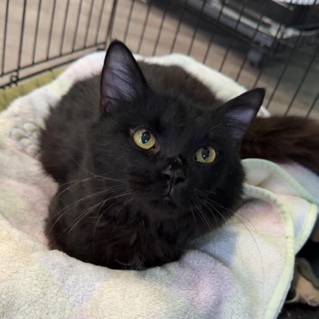 Enlarge Fabio, a Adoptable Domestic Long Hair in Marion, VA image 1/6