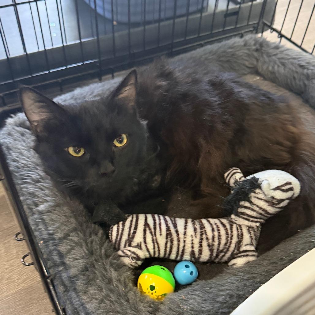 Enlarge Fabio, a Adoptable Domestic Long Hair in Marion, VA image 2/6