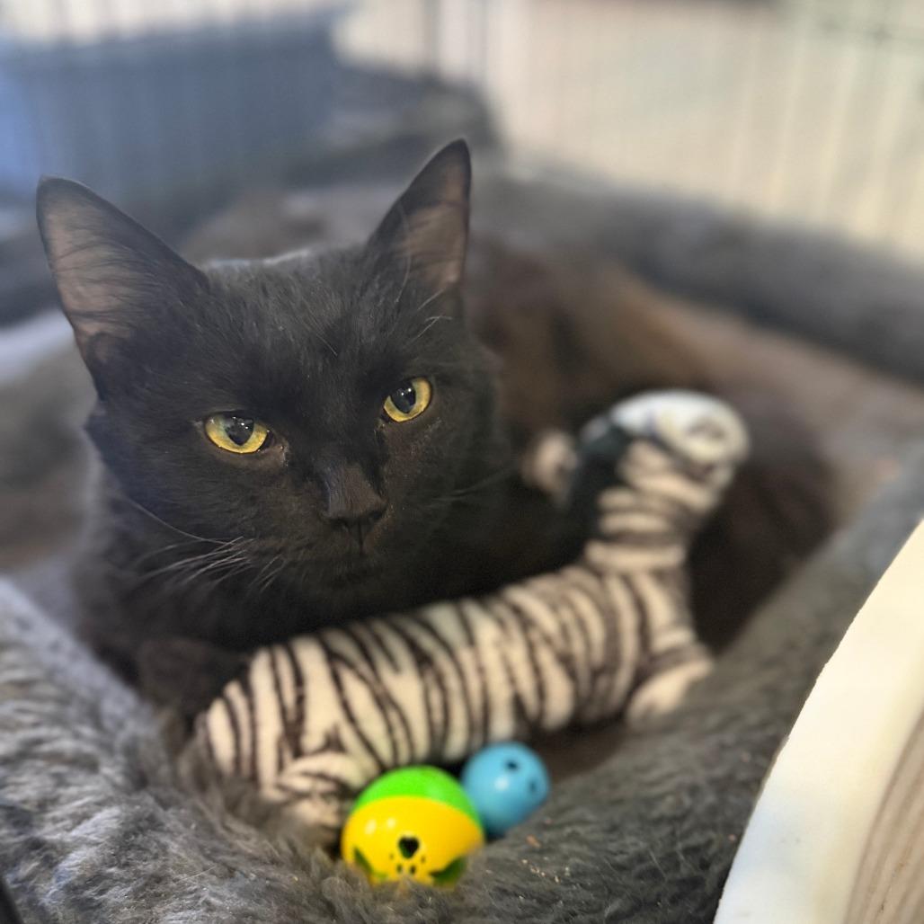 Enlarge Fabio, a Adoptable Domestic Long Hair in Marion, VA image 6/6
