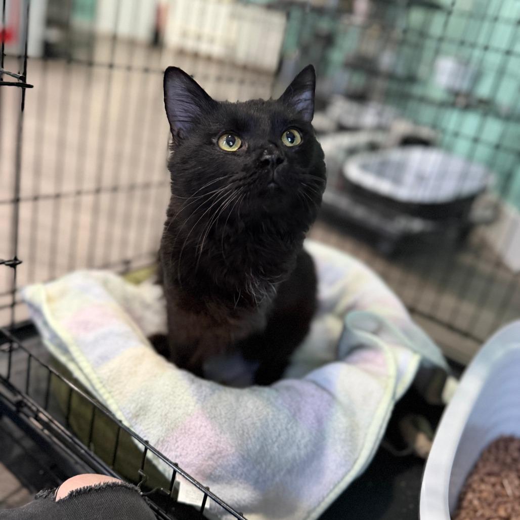 Enlarge Fabio, a Adoptable Domestic Long Hair in Marion, VA image 3/6