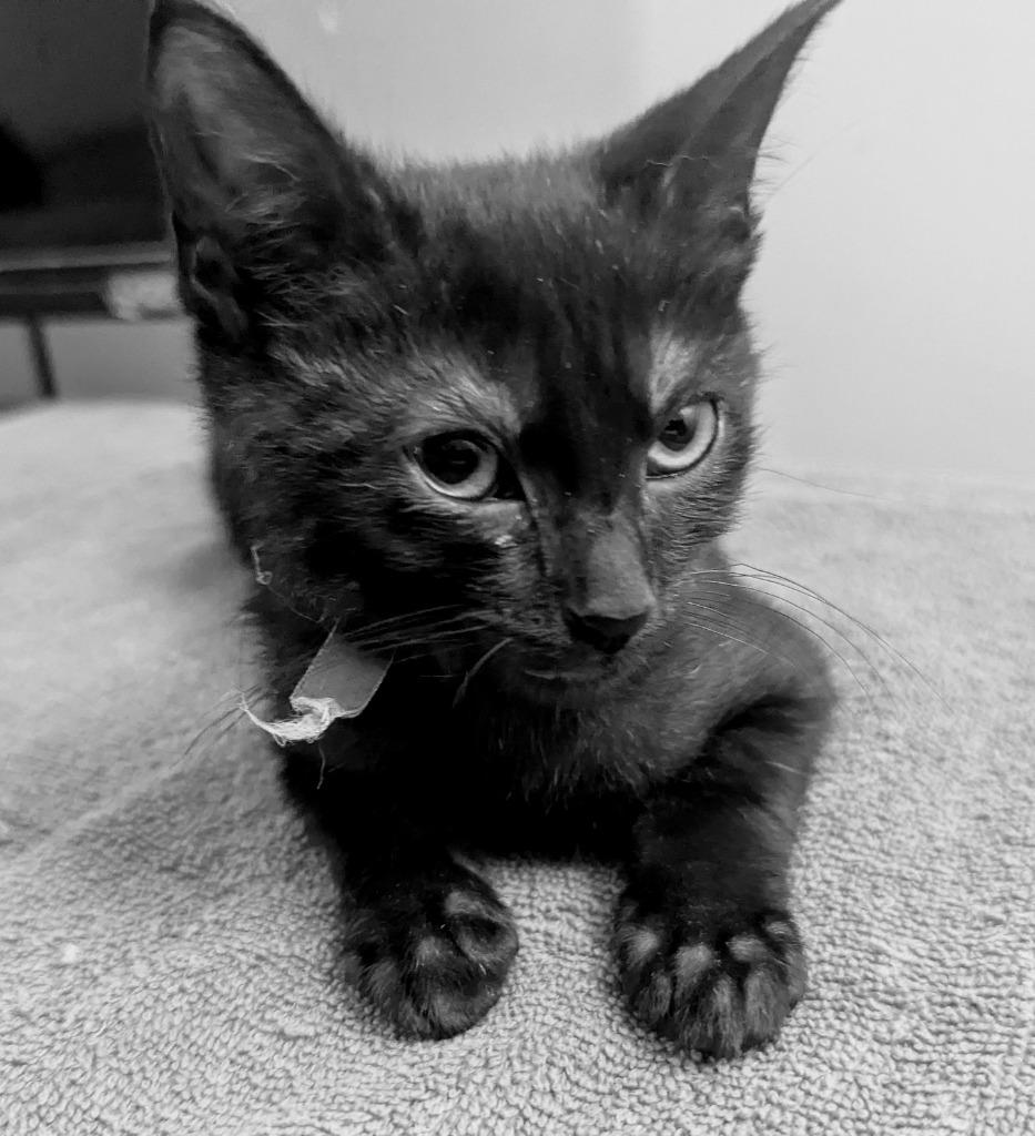 Origami Angel (Ori), Adoptable, Young Female Domestic Short Hair.