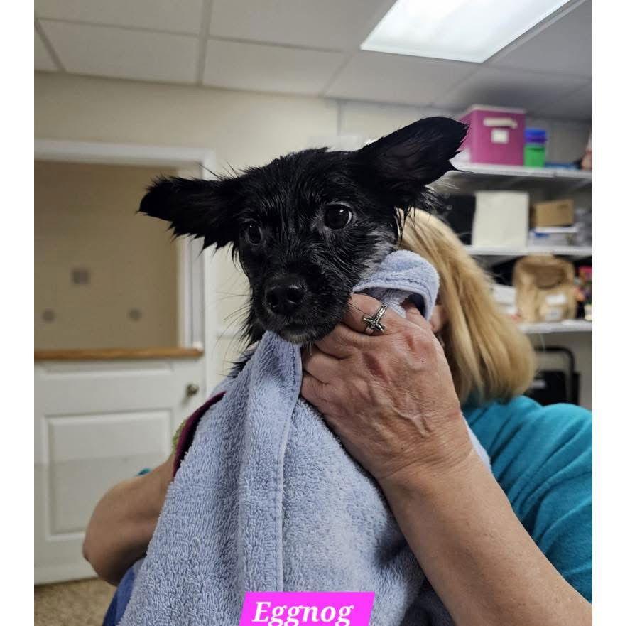 Eggnog, Adoptable, Young Female Mixed Breed.