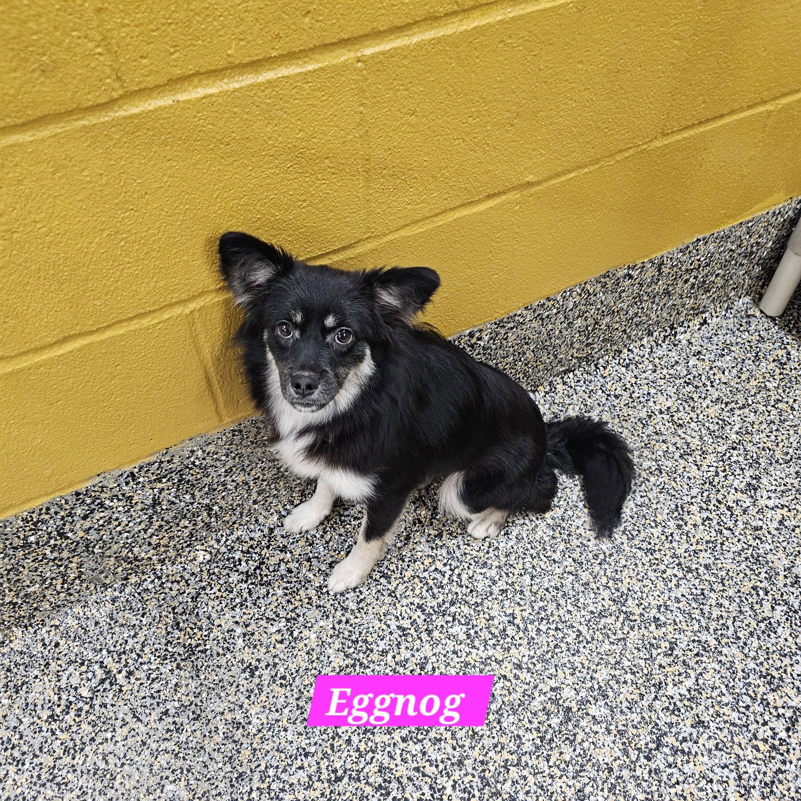 Enlarge Eggnog, a Adoptable Mixed Breed in Metairie, LA image 2/2