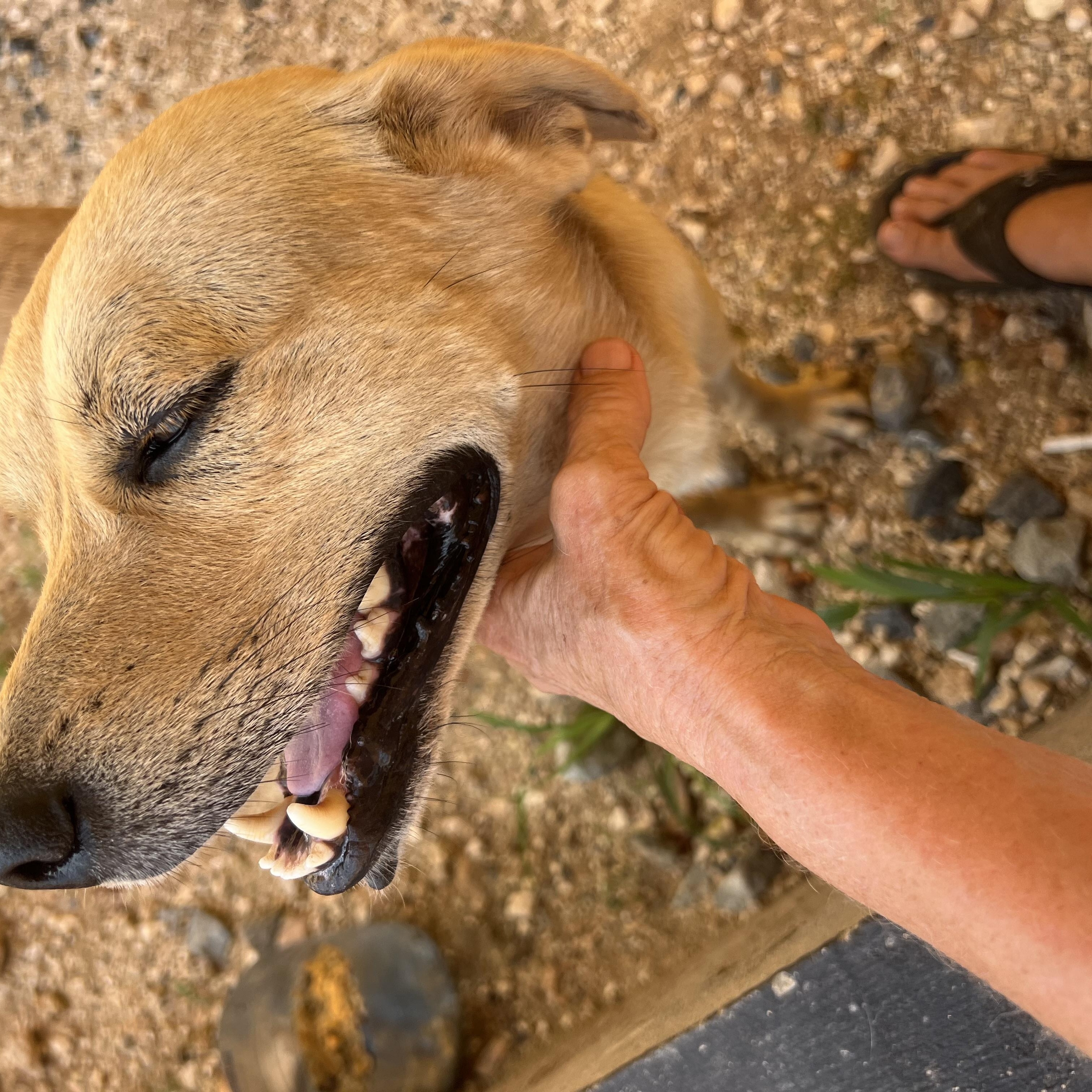 Enlarge Shrek, a Adoptable mixed breed in Tupper Lake, NY image 2/6