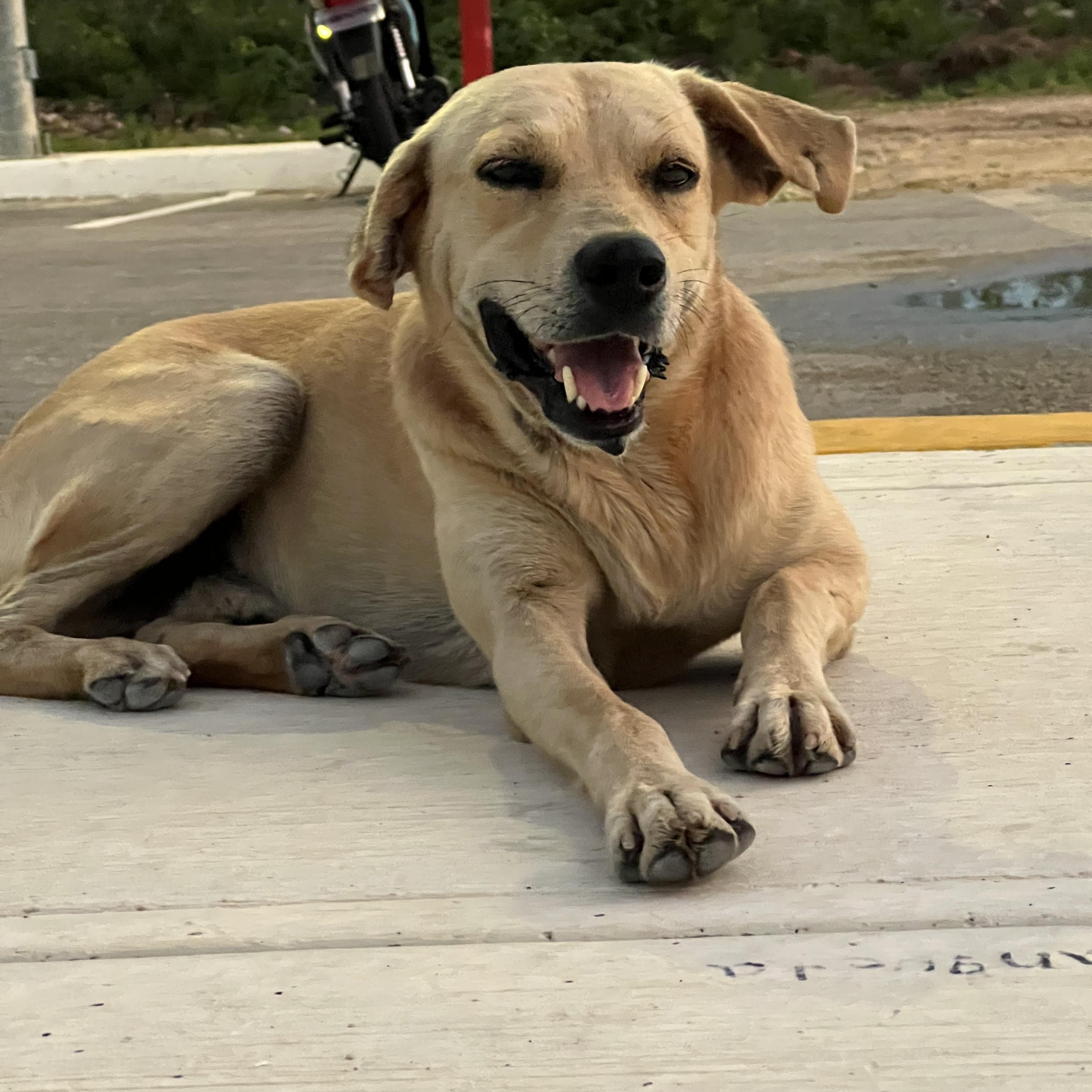 Shrek, Adoptable, Adult Male Labrador Retriever.