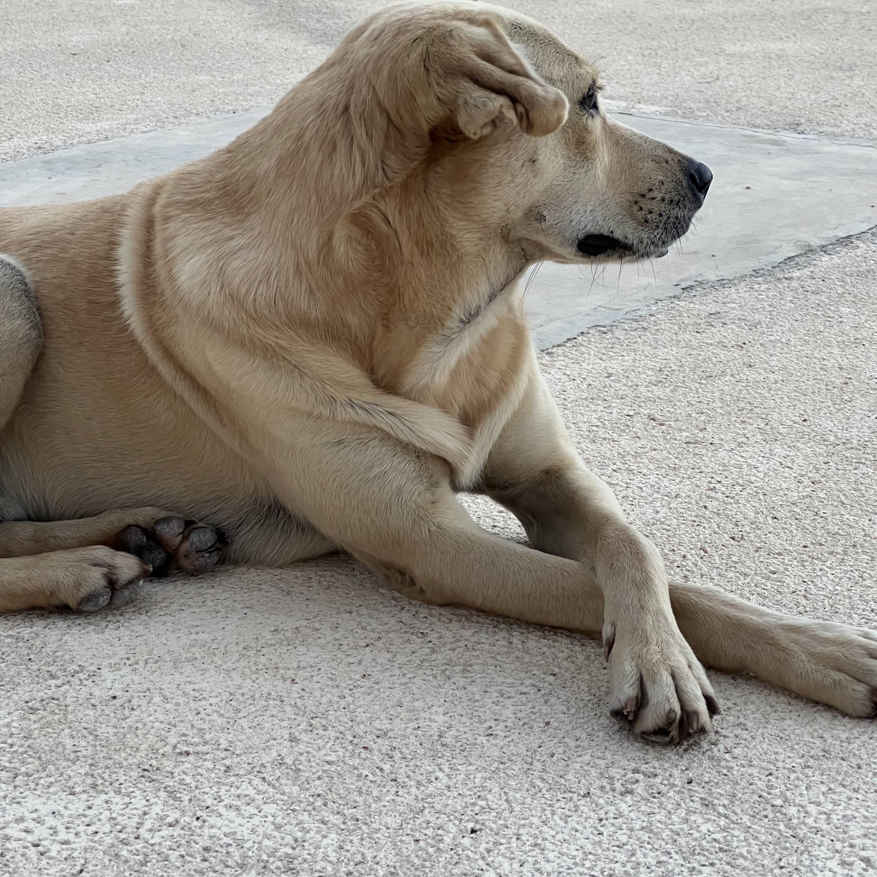 Enlarge Shrek, a Adoptable mixed breed in Tupper Lake, NY image 5/6