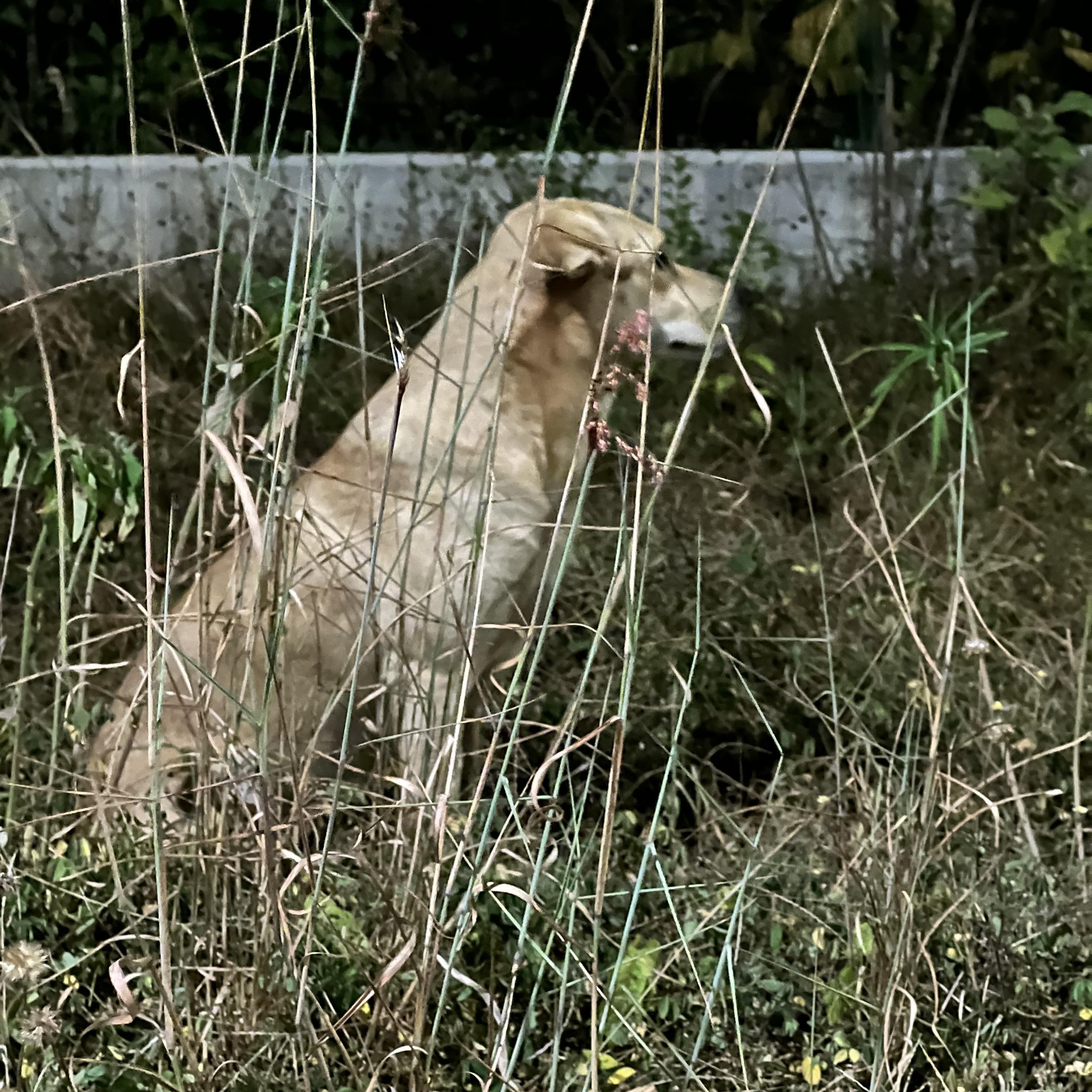 Enlarge Shrek, a Adoptable mixed breed in Tupper Lake, NY image 4/6