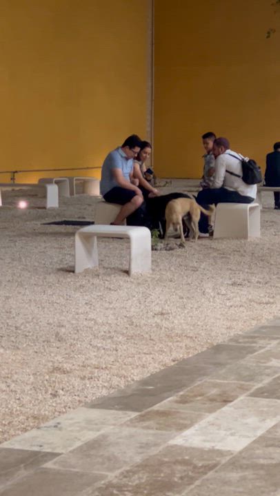 Enlarge Shrek, a Adoptable mixed breed in Tupper Lake, NY video 3/6