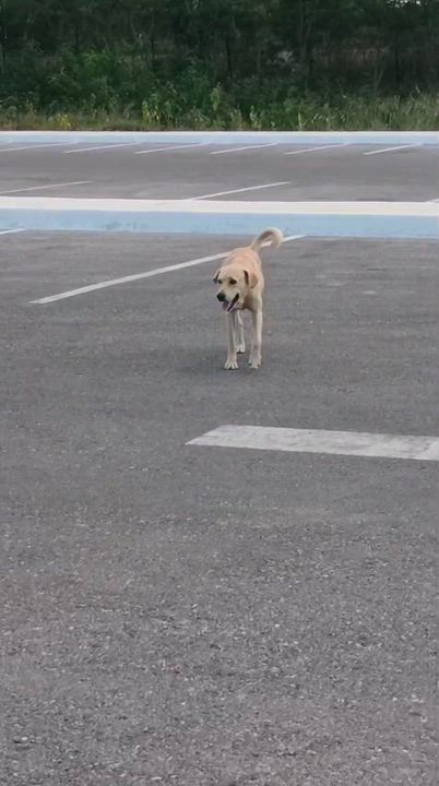 Enlarge Shrek, a Adoptable mixed breed in Tupper Lake, NY video 6/6