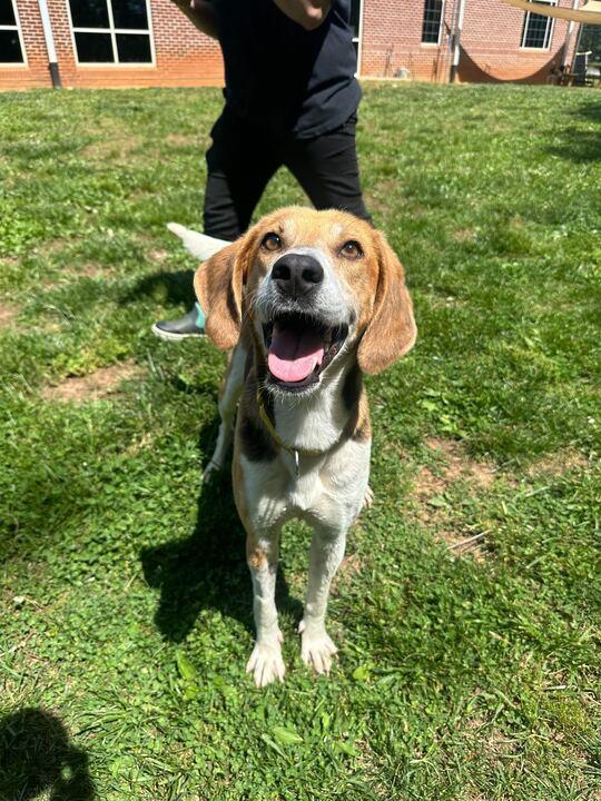 Lucy, ADOPTABLE, Adult Female Hound.