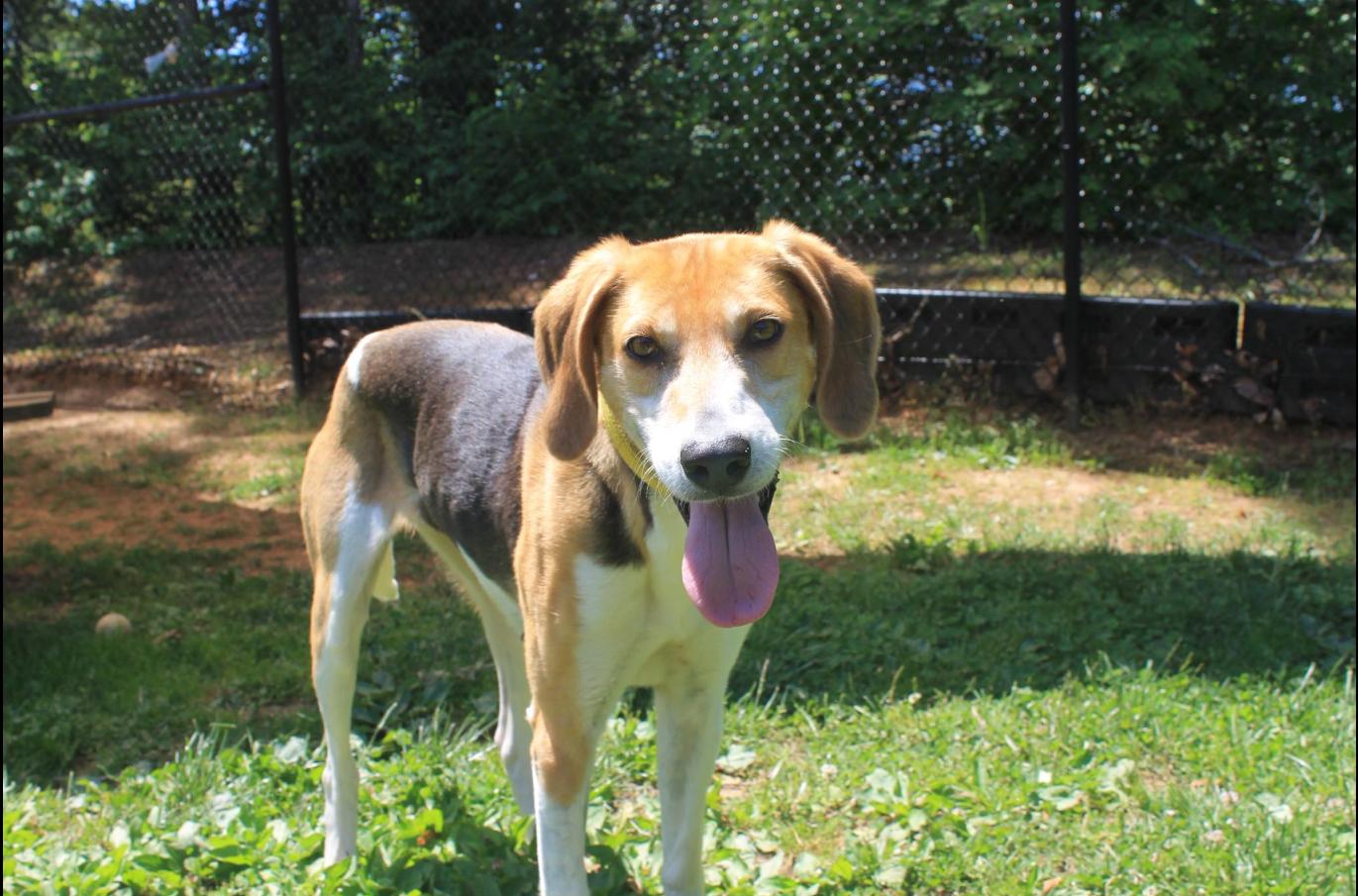 Lucy, a ADOPTABLE Hound in Richmond, VA image 2/5