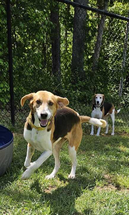 Lucy, a ADOPTABLE Hound in Richmond, VA image 3/5