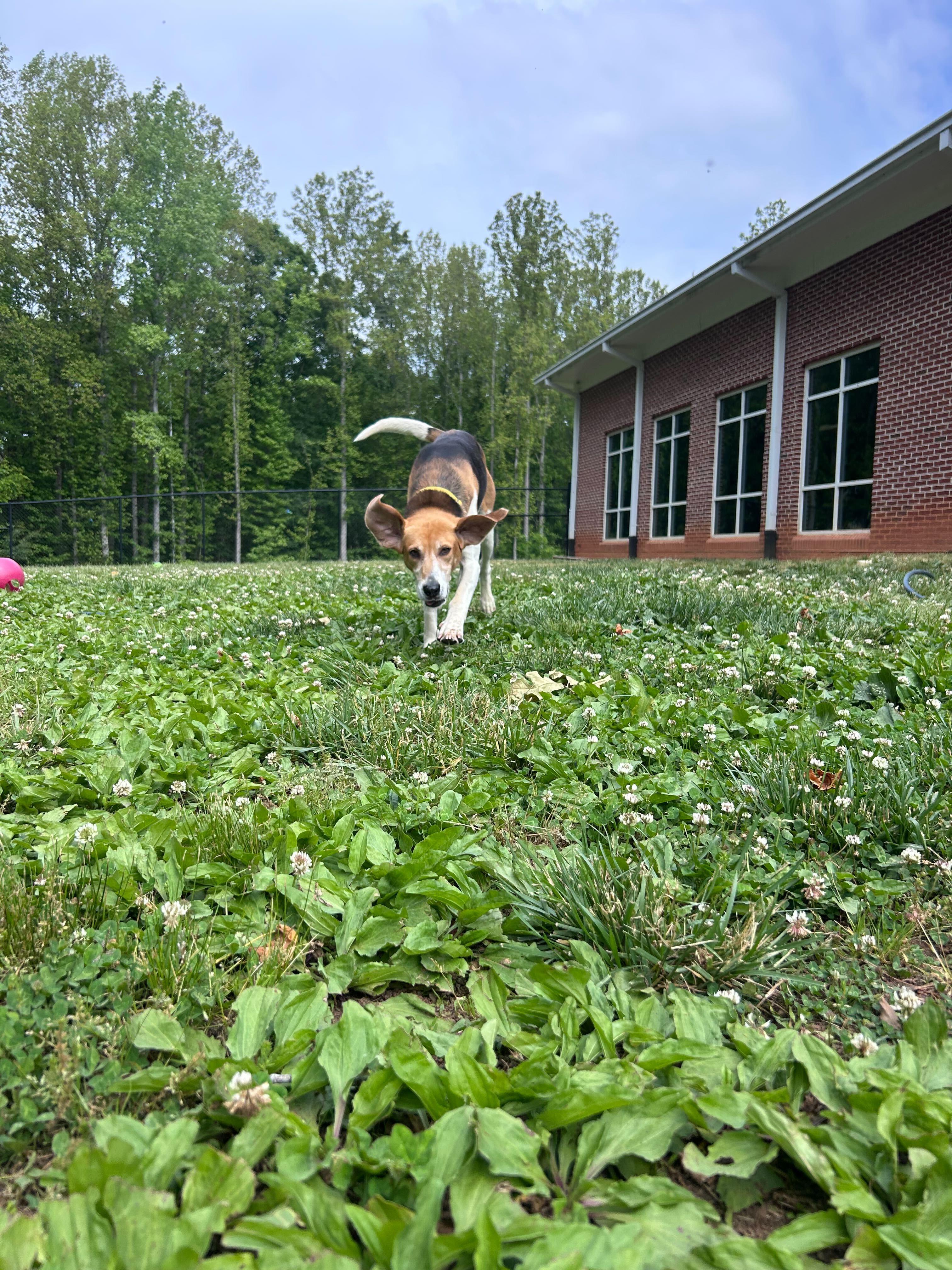 Lucy, a ADOPTABLE Hound in Richmond, VA image 5/5