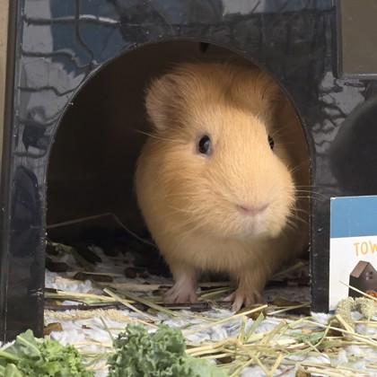 Timmy (bonded w/Charlie), Adoptable, Adult Male Guinea Pig.
