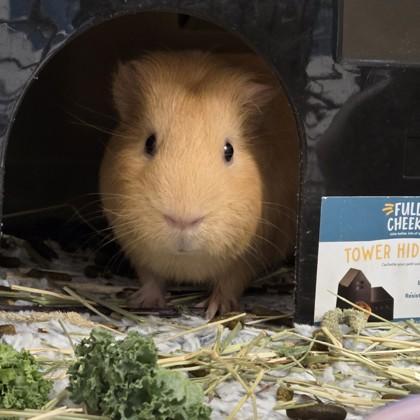 Enlarge Timmy (bonded w/Charlie), a Adoptable Guinea Pig in Voorhees, NJ image 2/3
